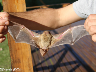 New bat species found at reserve